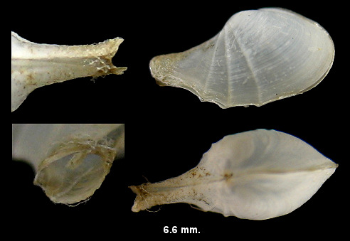 Cardiomya costellata (Deshayes, 1833) Little-ribbed Cardiomya