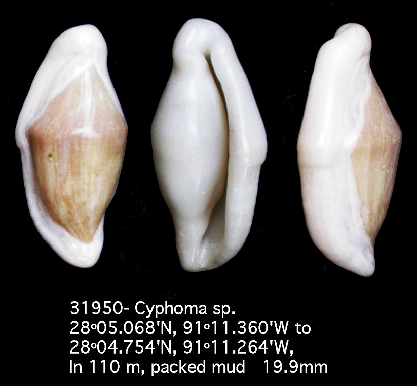 Cyphoma cf. mcgintyi Pilsbry, 1939