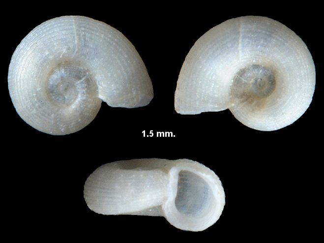 Cyclostremella californica Bartsch, 1907