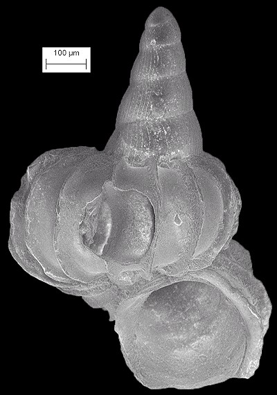 Cycloscala echinaticosta (d'Orbigny, 1842)