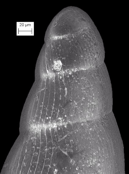 Cycloscala echinaticosta (d'Orbigny, 1842)