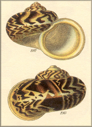 Cyclophorus siamensis type figure