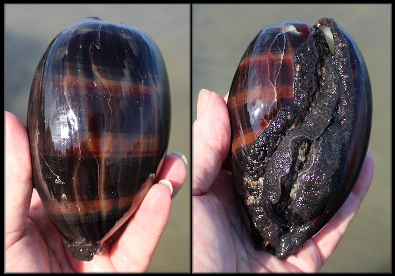 Macrocypraea cervus (Linn, 1771) Atlantic Deer Cowrie Large Juvenile