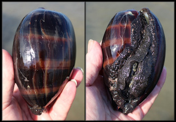 Macrocypraea cervus (Linn, 1771) Atlantic Deer Cowrie Large Juvenile