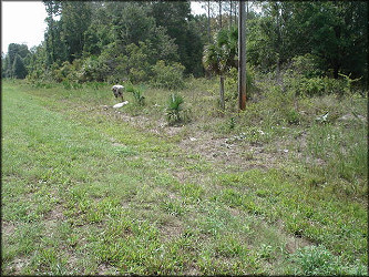 Roadside Swale (Ed Cavin Photo)