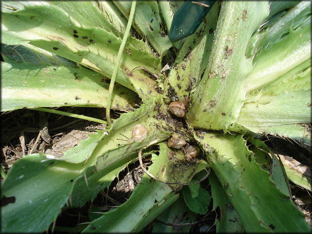 Thistle Microhabitat (Ed Cavin Photo)