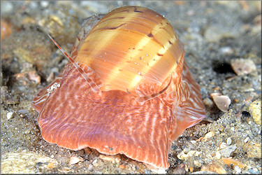 Naticarius canrena (Linnaeus, 1758) Colorful Moonsnail In Situ