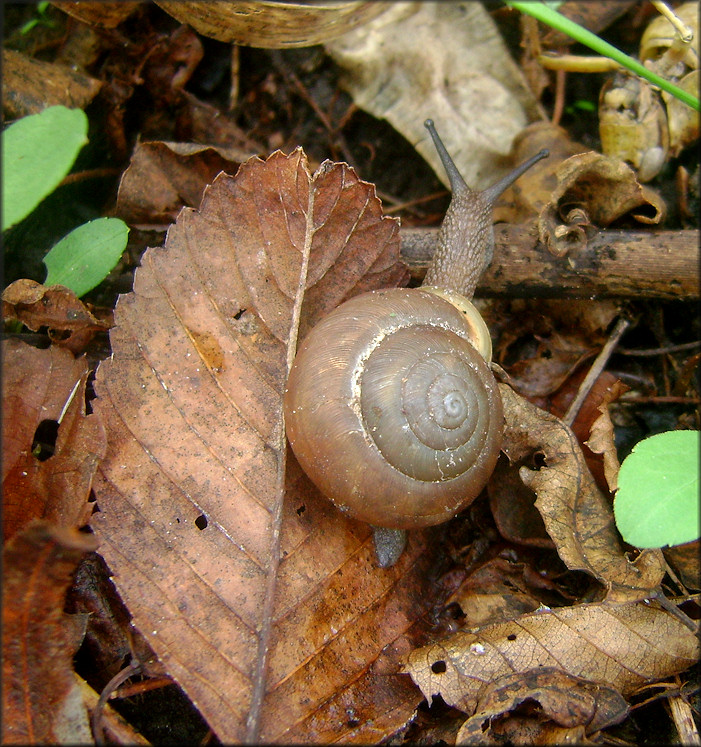 Mesodon thyroidus (Say, 1817) White-lip Globe In Situ