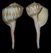 Busycoarctum coarctatum (G. B. Sowerby I, 1825) Turnip Whelk