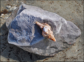 Triplofusus giganteus (Kiener, 1840) In Situ