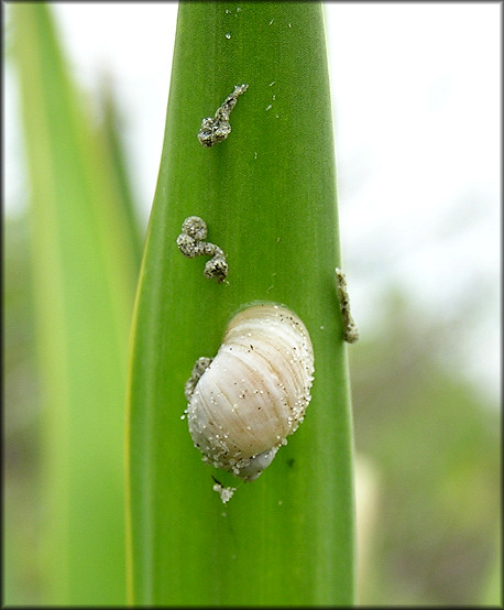 Succinea campestris Say, 1818 Crinkled Ambersnail In Situ