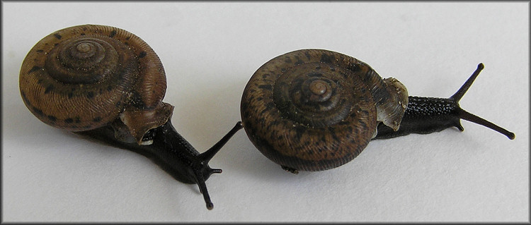 Daedalochila sp. aff. bicornuta (Pilsbry, 1900) Two-horn Liptooth Variant A
