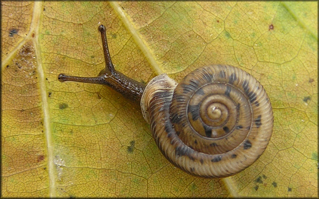 Daedalochila sp. aff. subclausa (Pilsbry, 1899) variant A, cf. Suwannee Liptooth