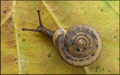 Daedalochila sp. aff. subclausa (Pilsbry, 1899) variant A, cf. Suwannee Liptooth