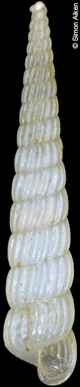 Turbonilla (Chemnitzia) dalli Bush, 1899 Dall's Turbonille