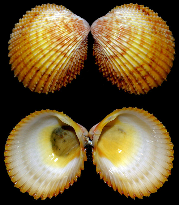 Dallocardia muricata (Linnaeus, 1758) Yellow Prickly Cockle