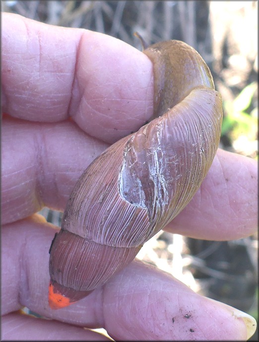 Euglandina rosea (Frussac, 1821) Damaged Shell