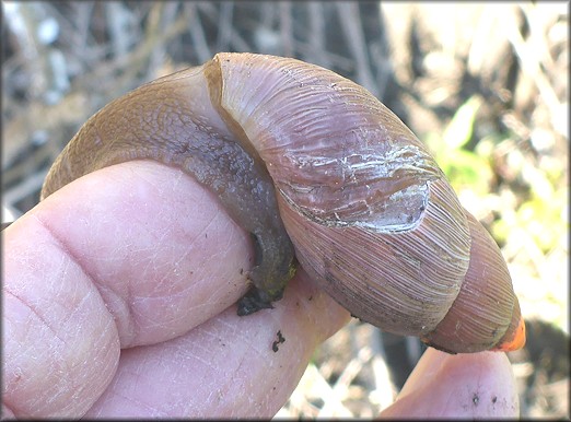 Euglandina rosea (Férussac, 1821) Damaged Shell