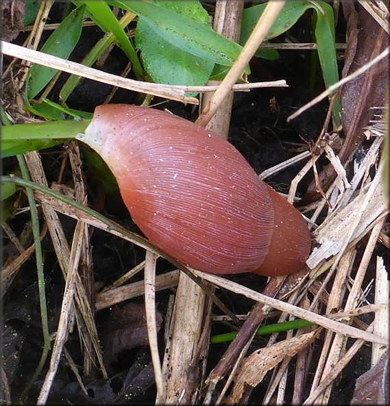 Euglandina rosea (Frussac, 1821) Predator Damaged Shell