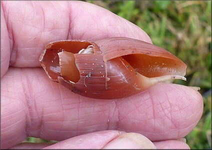 Euglandina rosea (Frussac, 1821) Predator Damaged Shell