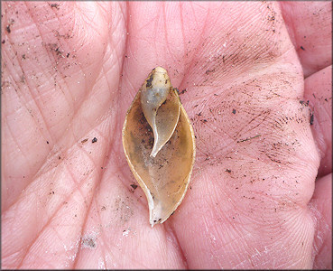 Euglandina rosea (Frussac, 1821) Damaged Shell