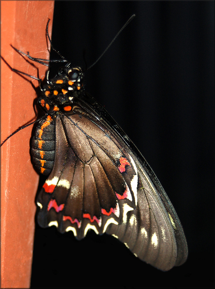 Polydamus Swallowtail [Battus polydamus]