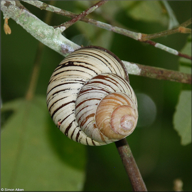 Cochlostyla daphnis (Broderip, 1841)