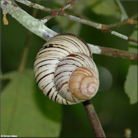 Cochlostyla daphnis (Broderip, 1841)