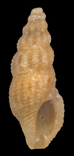 Darrylia harryleei Garca, 2008 Paratype