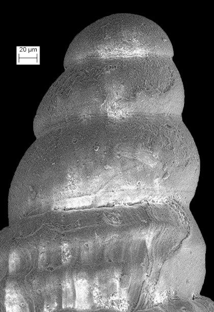 Cerithiopsis dauca Olsson and Harbison, 1953 Fossil