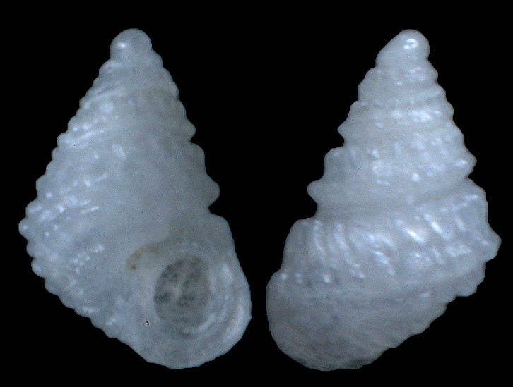Mareleptopoma drivasi Le Renard and Bouchet, 2003