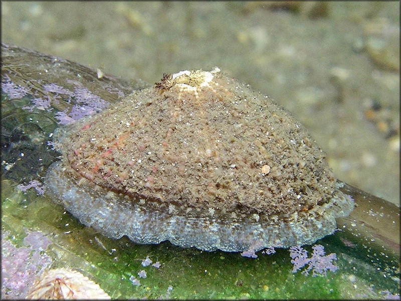 Diodora cayenensis (Lamarck, 1822) Cayenne Keyhole Limpet