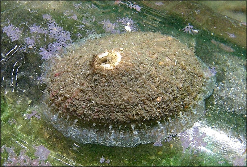 Diodora cayenensis (Lamarck, 1822) Cayenne Keyhole Limpet