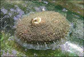 Diodora cayenensis (Lamarck, 1822) Cayenne Keyhole Limpet