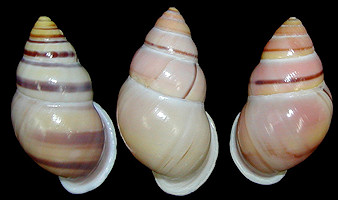 Amphidromus enganoensis Fulton, 1896