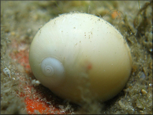 Polinices lacteus (Guilding, 1834) Milk Moonsnail In Situ