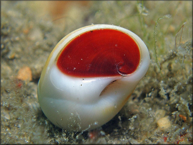 Polinices lacteus (Guilding, 1834) Milk Moonsnail In Situ