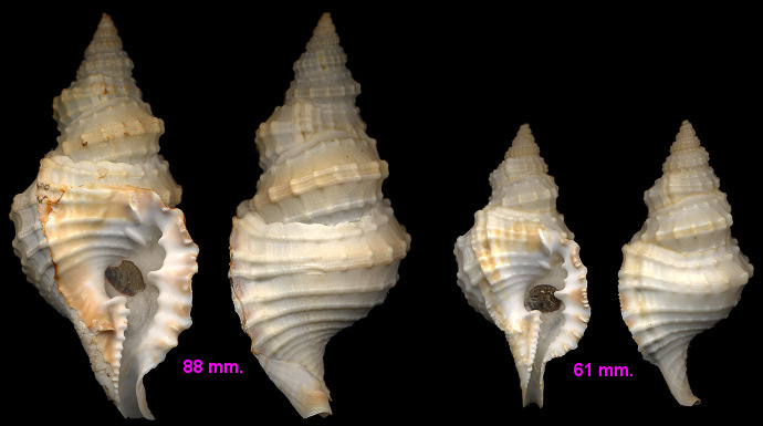 Distorsio decussata (Valenciennes, 1832)