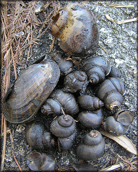 The four species found in Big Davis Creek (see above)