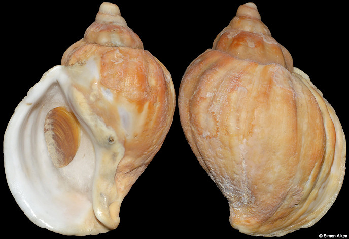 Pyrulofusus deformis (Reeve, 1847)