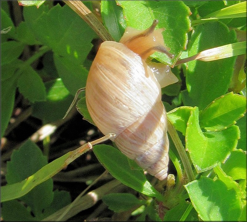Bulimulus sporadicus From State Park In Fellsmere, indian River County, Florida