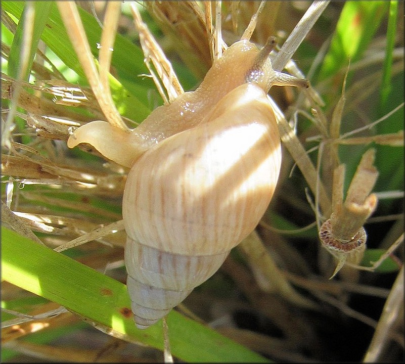 Bulimulus sporadicus From State Park In Fellsmere, indian River County, Florida