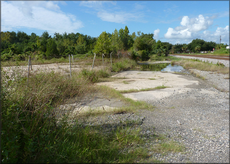 Bulimulus sporadicus (d’Orbigny, 1835) Habitat Near 2096 Dennis Street At CSX Railroad Crossing