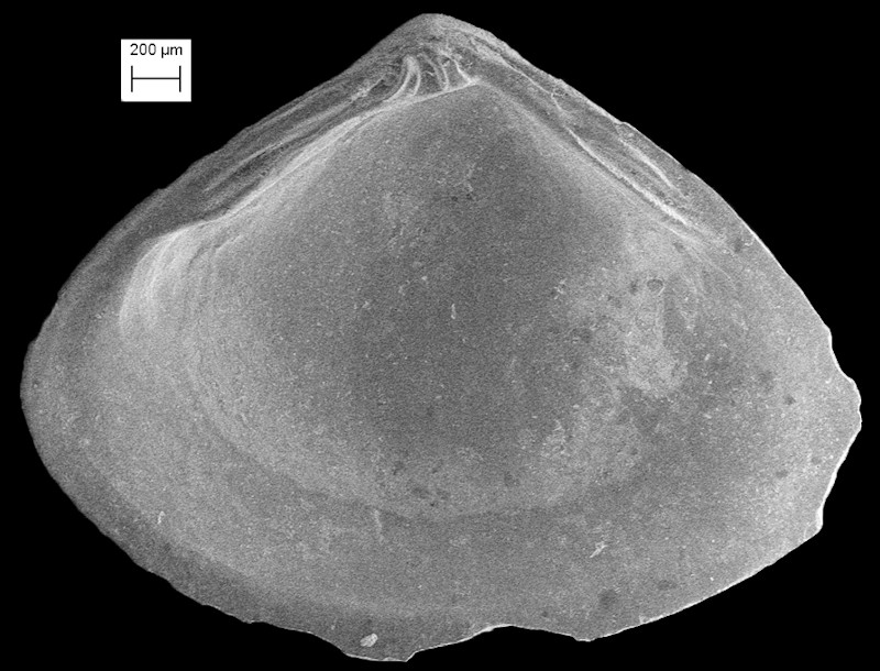 Corbicula densata (Conrad, 1844) Fossil