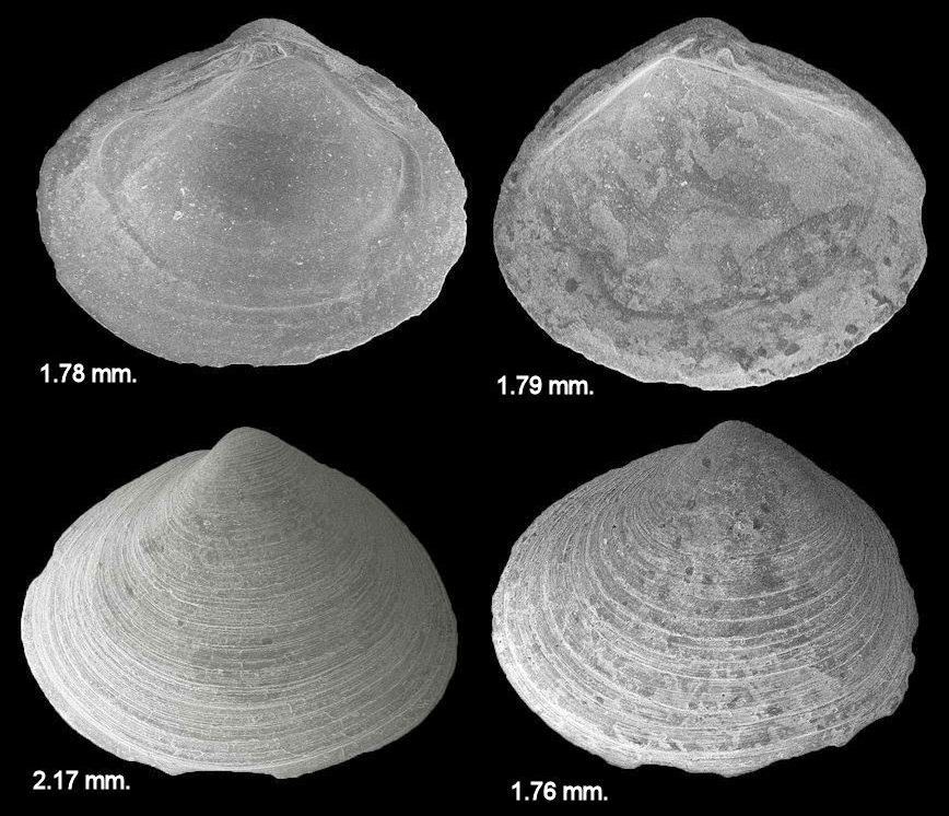 Corbicula densata (Conrad, 1844) Fossil Juveniles