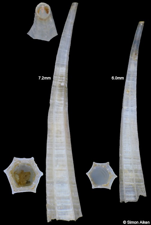 Dentalium neohexagonum Sharp and Pilsbry, 1897