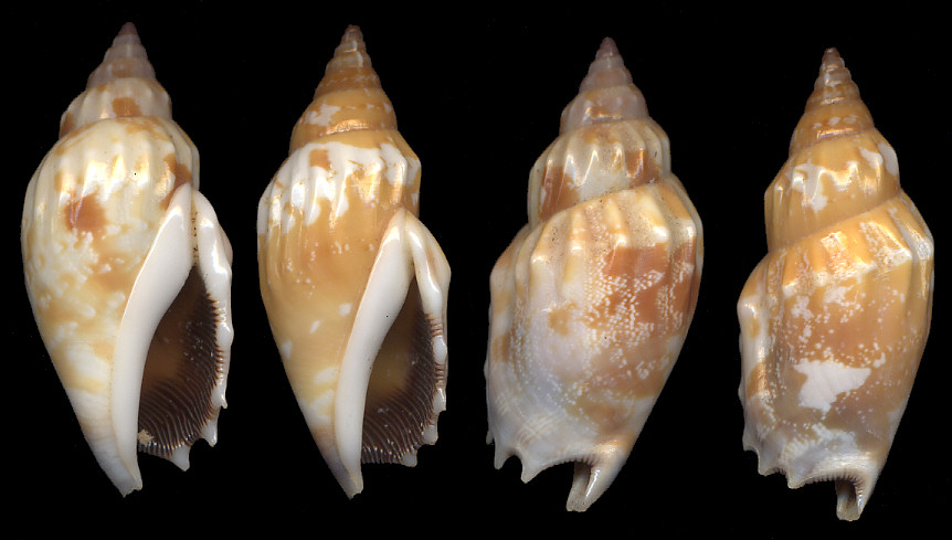 Tridentarius dentatus (Linnaeus, 1758)