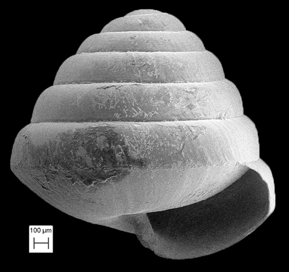  Euconulus dentatus (Sterki, 1893) Toothed Hive