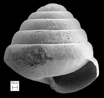  Euconulus dentatus (Sterki, 1893) Toothed Hive