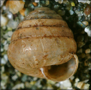 Euconulus dentatus (Sterki, 1893) Toothed Hive